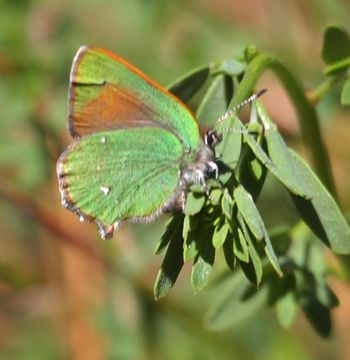 Image of Lotus Hairstreak