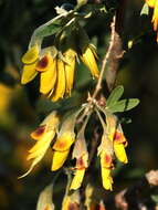 Image of Anagyris foetida L.