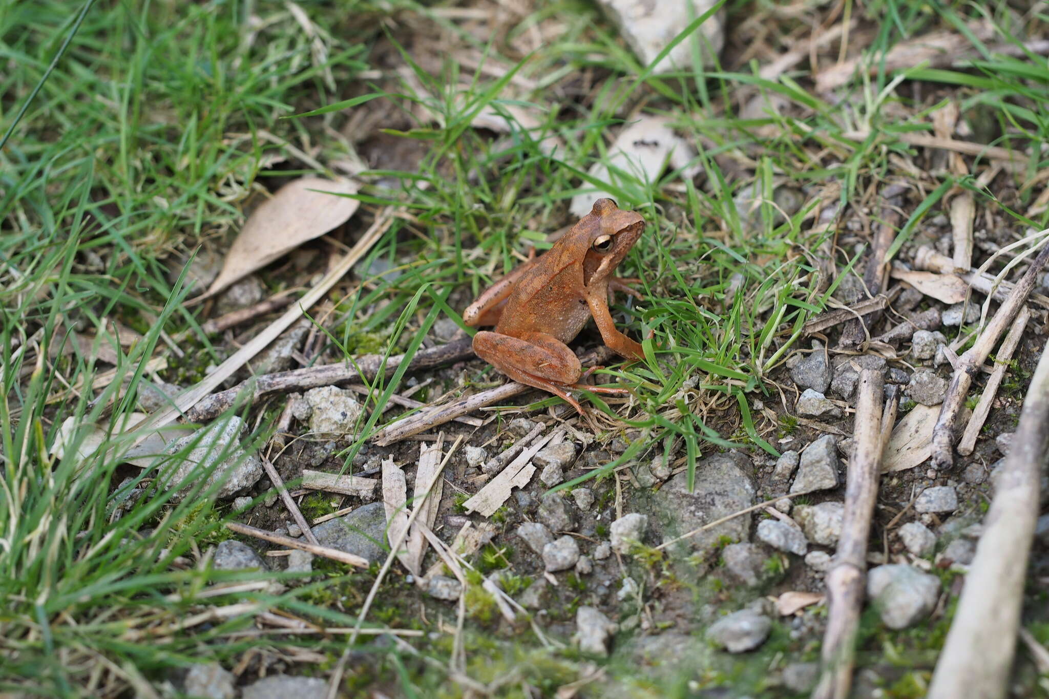 Image of Japanese Brown Frog