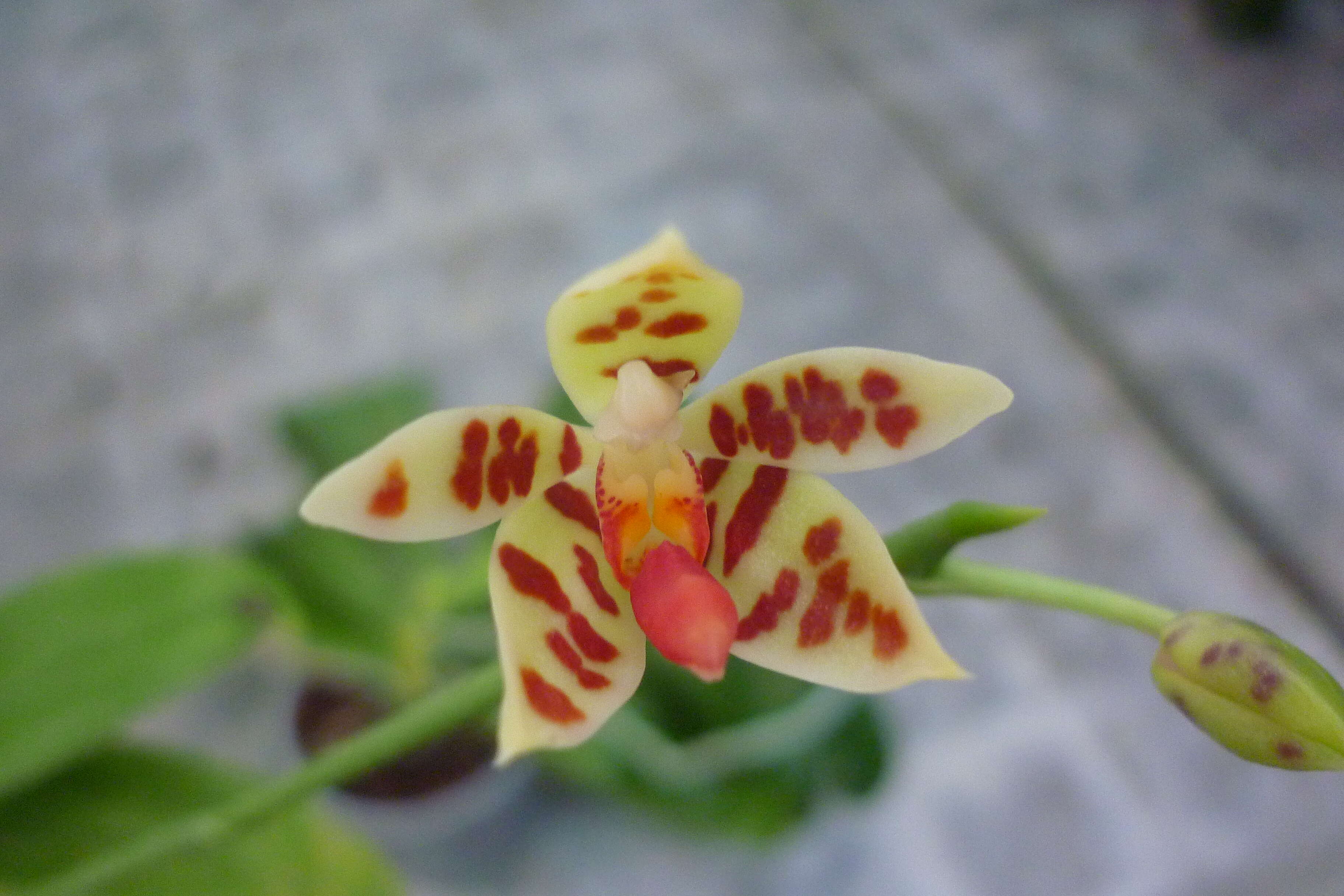 Phalaenopsis maculata Rchb. fil.的圖片