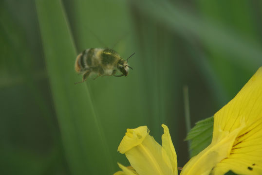18.https www inaturalist org photos 80545.580x360