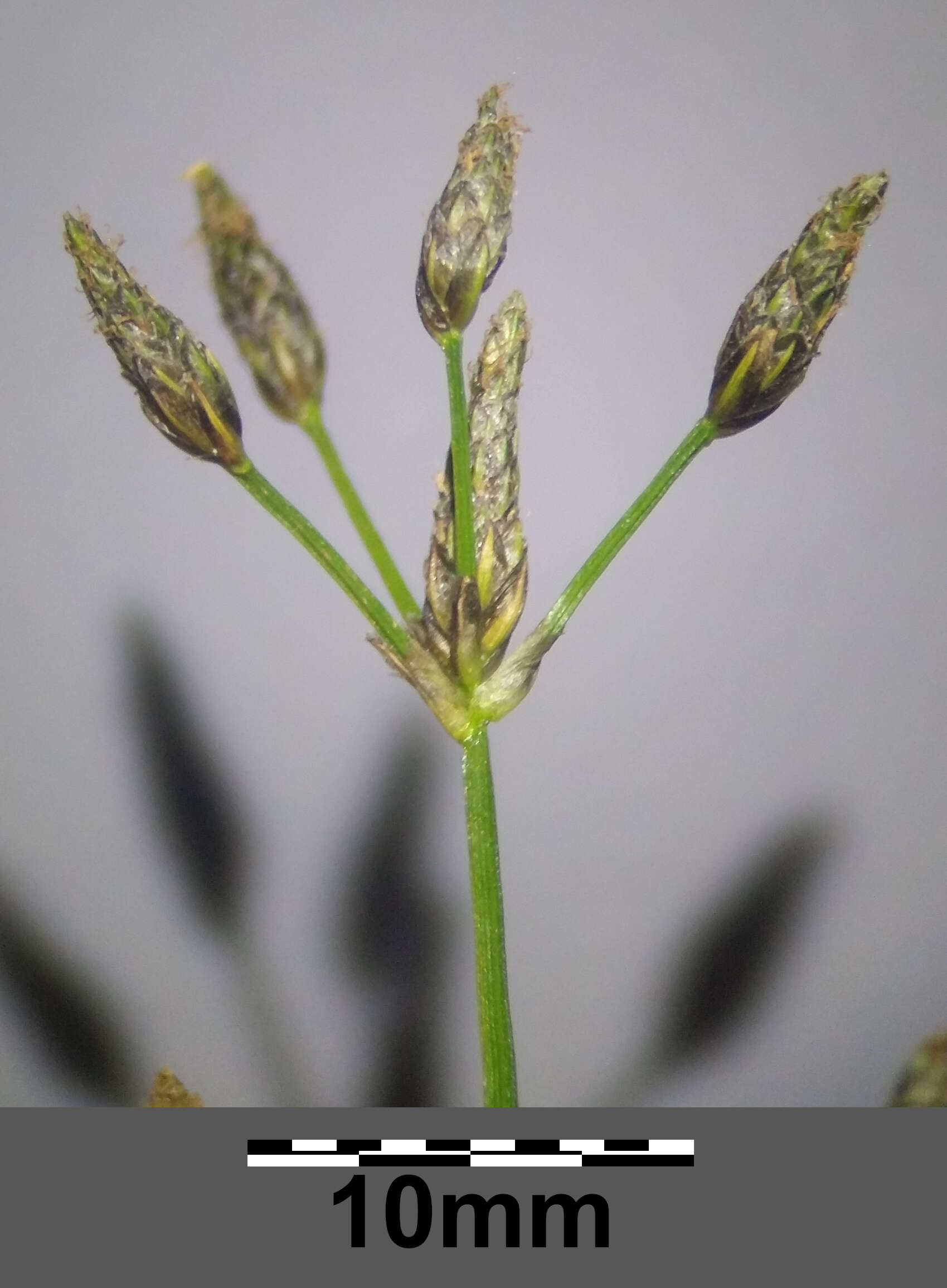 Image of Scirpus radicans Schkuhr