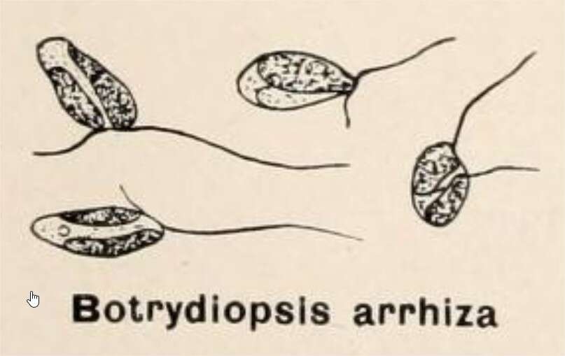 Image de Xanthophyceae