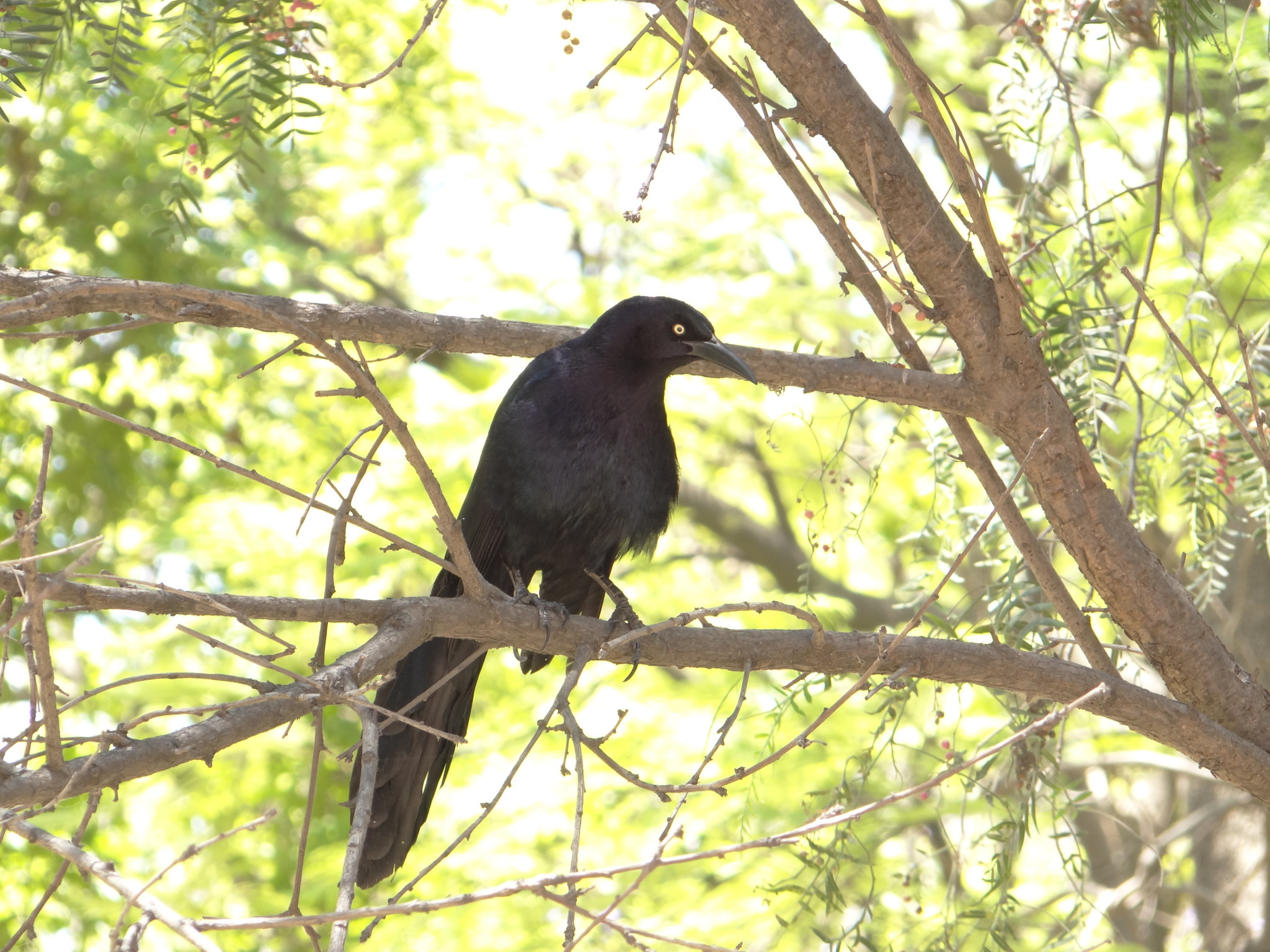 Image of Great-tailed Grackle