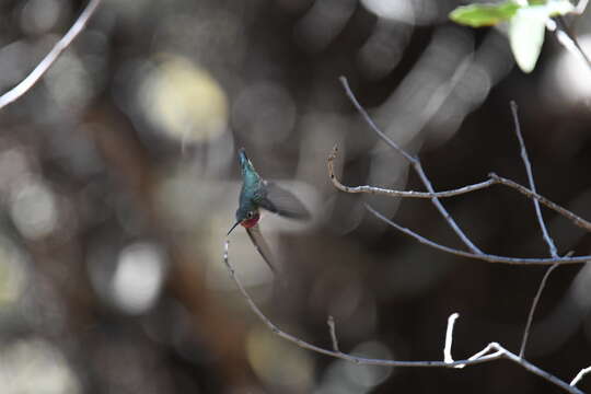 Image of Broad-tailed Hummingbird