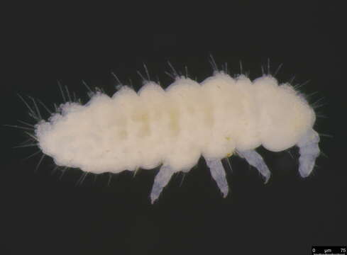 Image of Poduromorpha