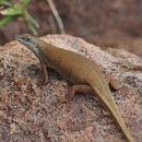 Image of Trachylepis lacertiformis (Peters 1854)