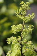 Image of American spikenard