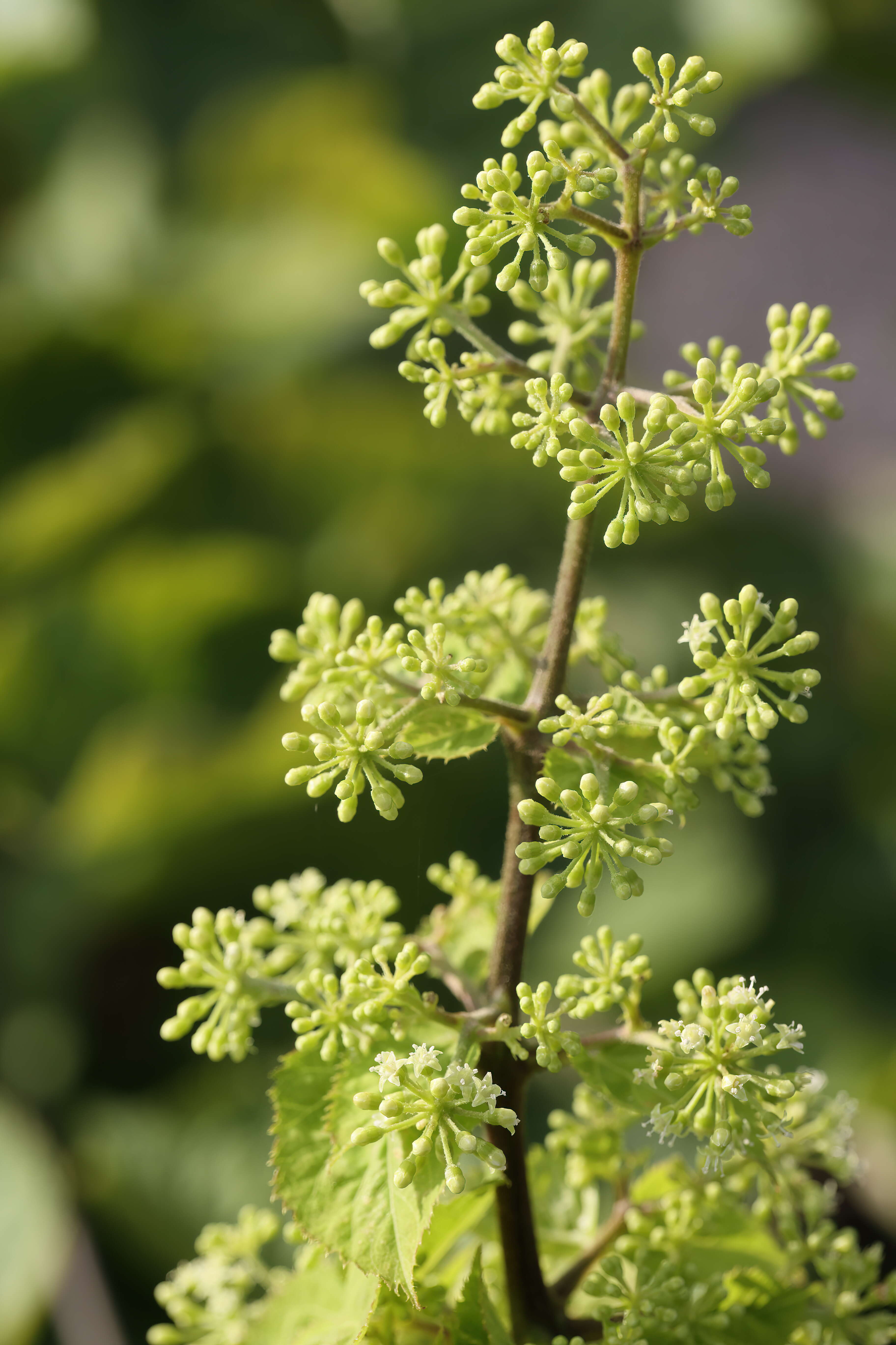 Image of American spikenard