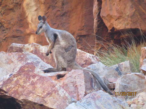 Image of Black-flanked Rock Wallaby