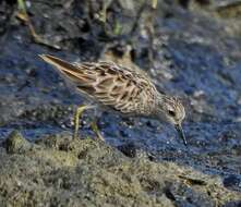 Image of Long-toed Stint