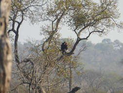 Image of Southern Ground Hornbill