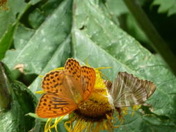 Image of Argynnis paphia Linnaeus 1758
