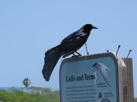 Image of Great-tailed Grackle