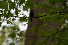 Image of Blue Grosbeak