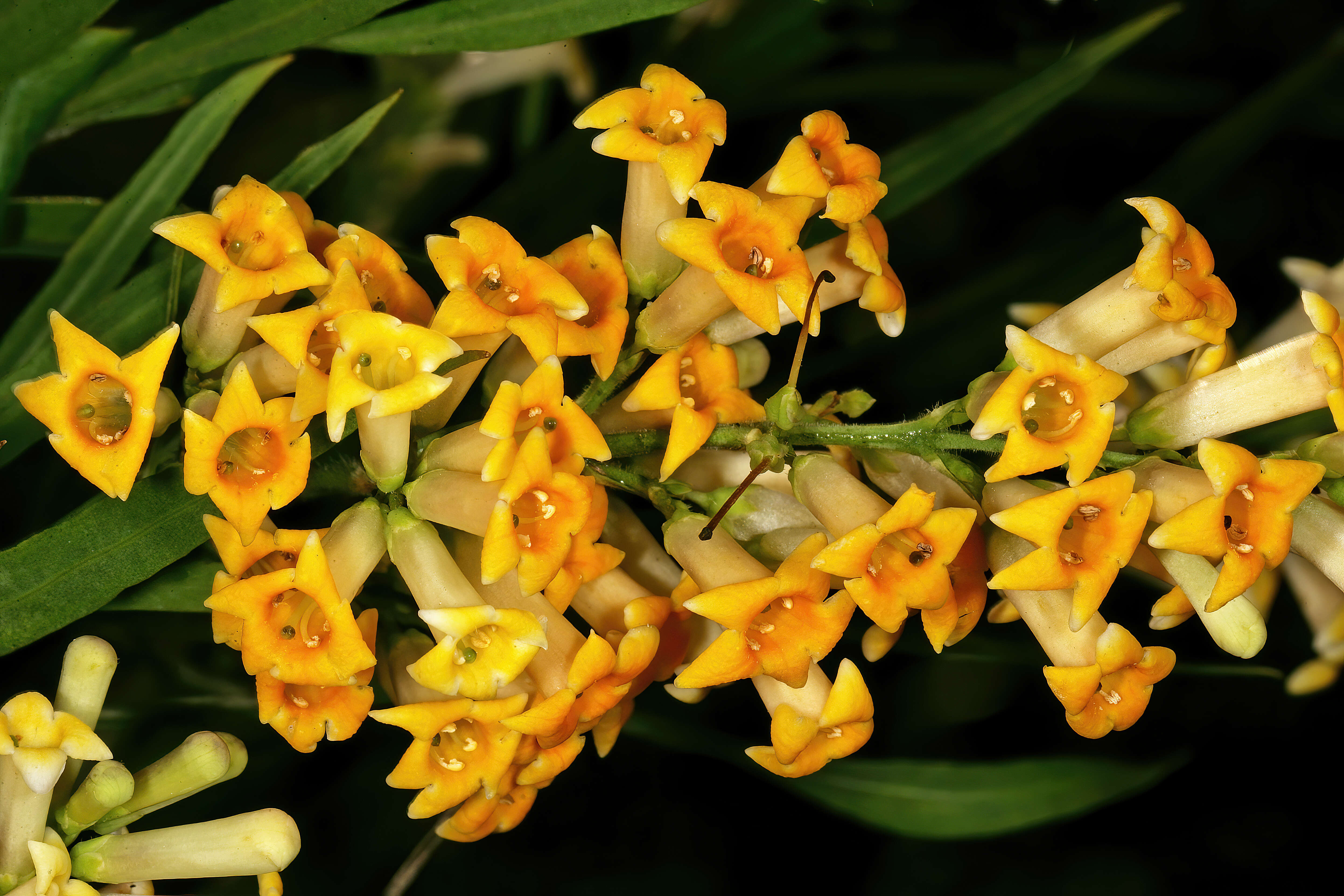 Imagem de Freylinia lanceolata (L. fil.) G. Don