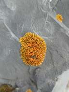 Image of elegant orange wall lichen