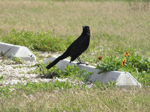 Image of Great-tailed Grackle