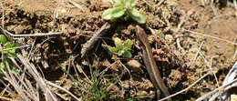 Image of Tsushima Ground Skink