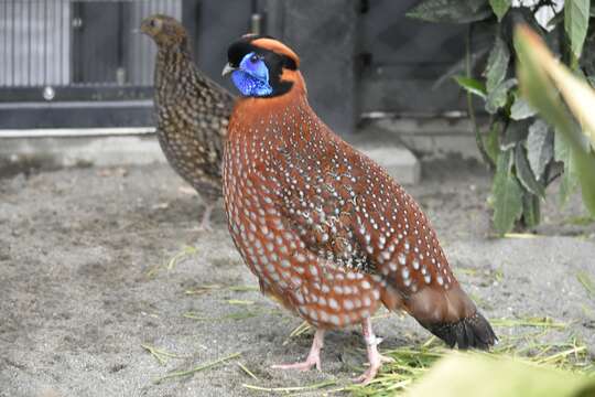 Image of Temminck's Tragopan