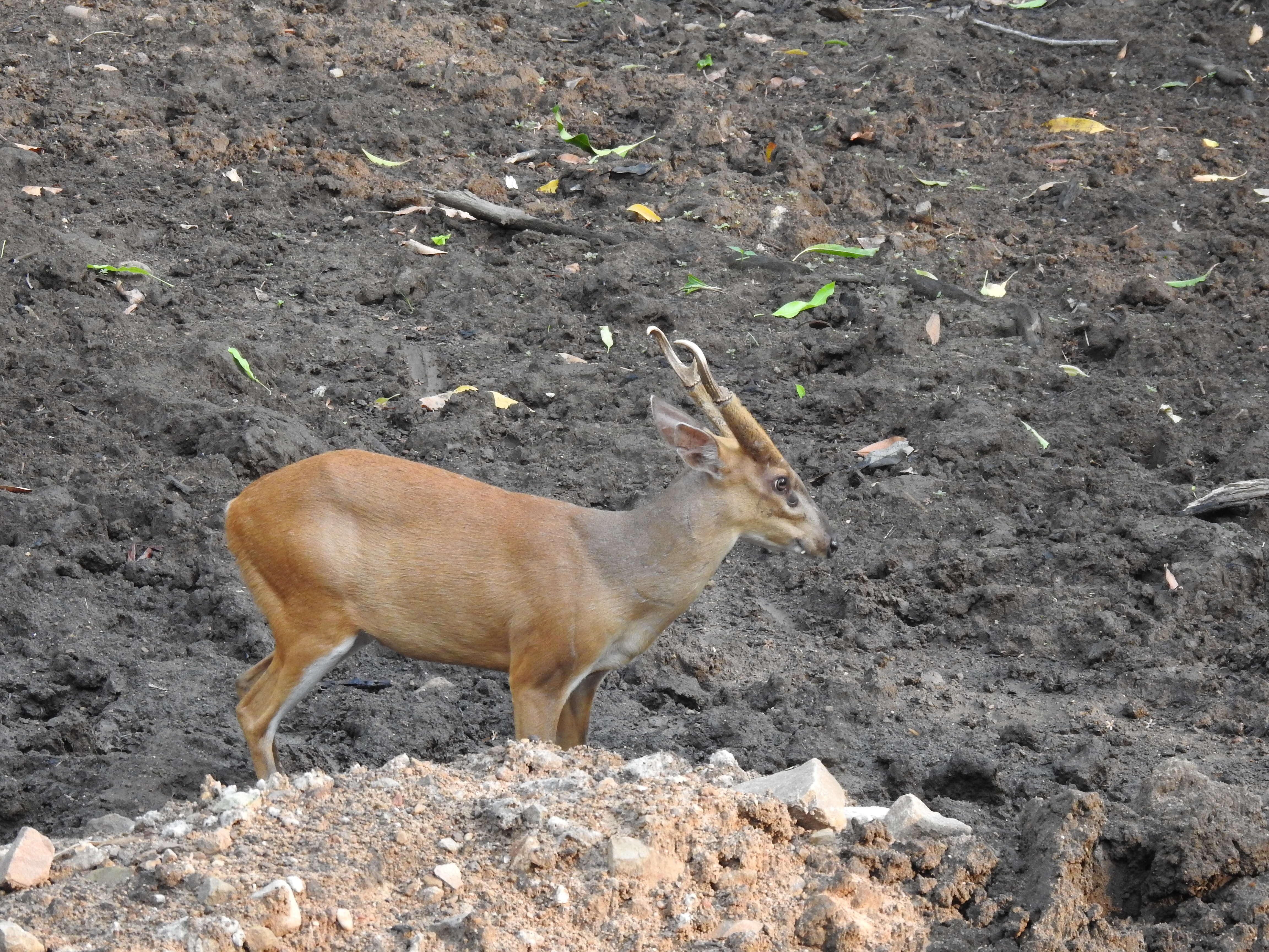 Image of Barking Deer