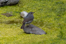 Image of Plumbeous Water Redstart