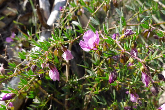 Image of <i>Fagonia cretica</i>