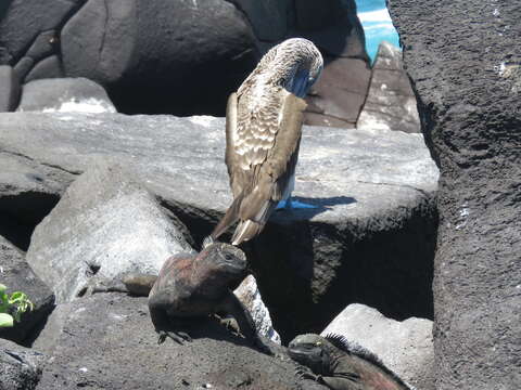 Image of marine iguana