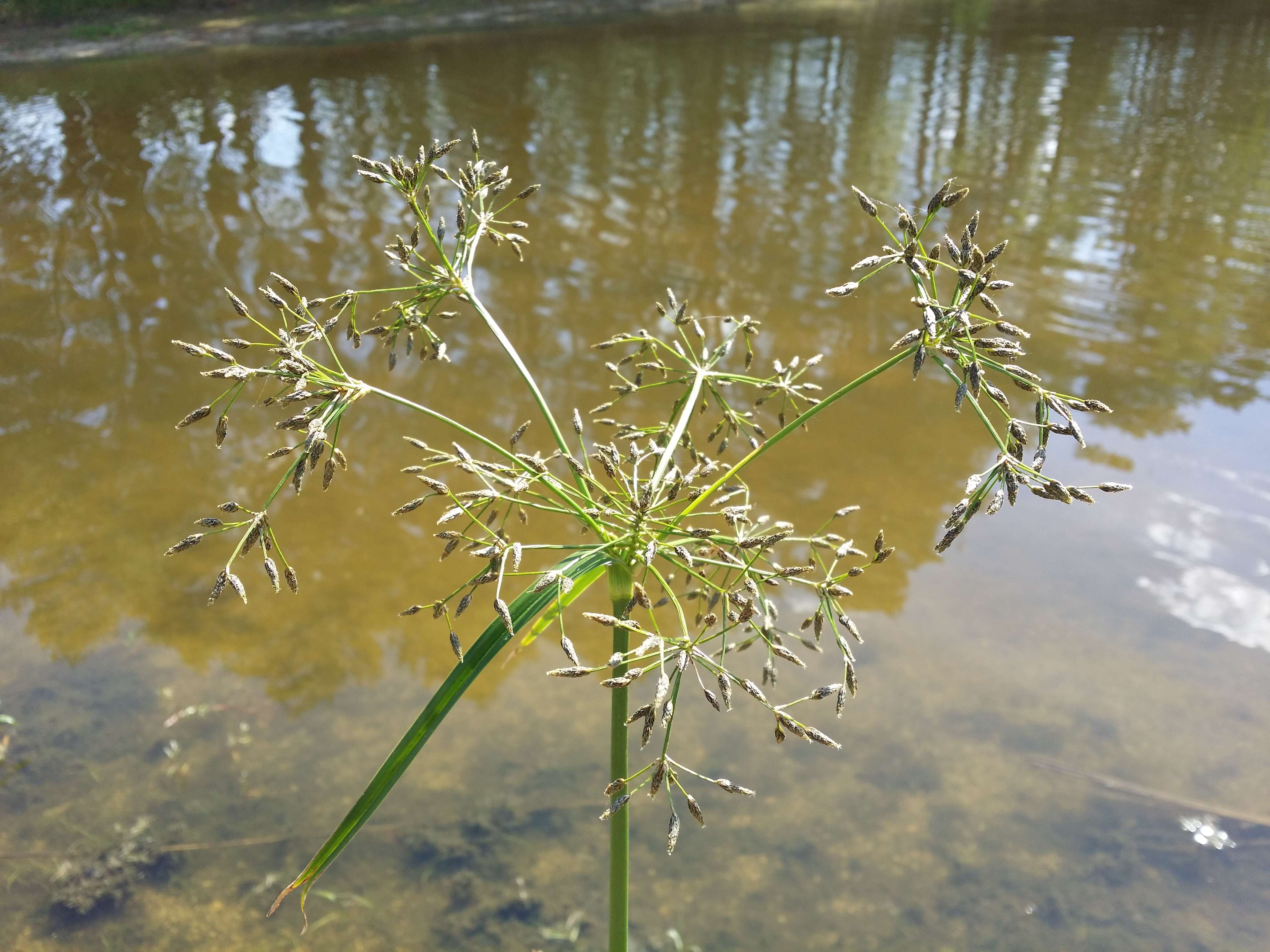 Image of Scirpus radicans Schkuhr