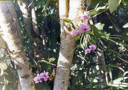 Dendrobium bigibbum Lindl. resmi