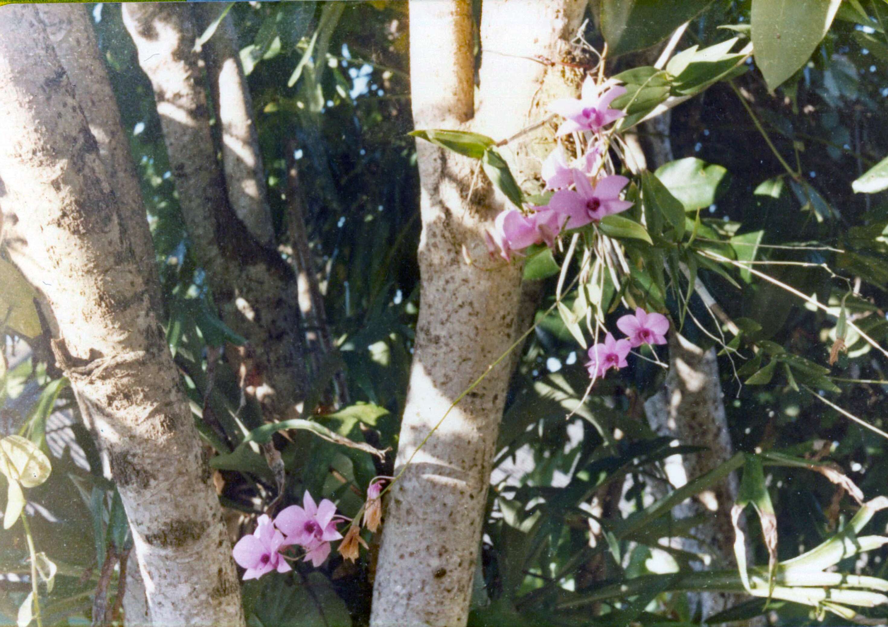 صورة Dendrobium bigibbum Lindl.