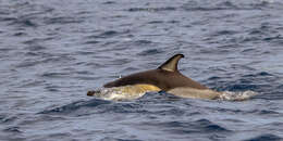 Image of Atlantic Dolphin