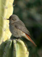 Image of Black Redstart