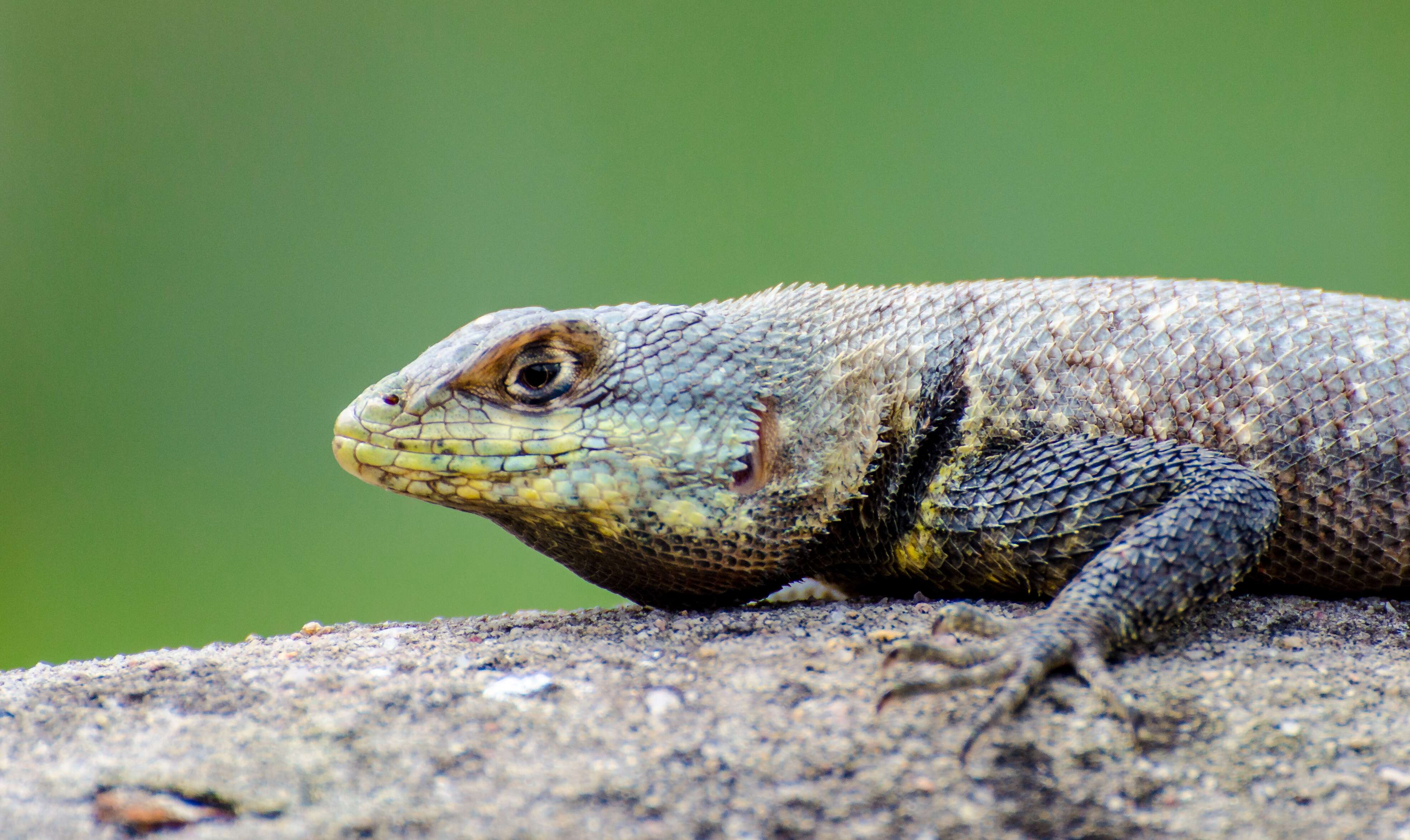 Tropidurus hispidus (Spix 1825) resmi