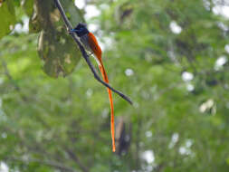 Image of Asian Paradise-Flycatcher