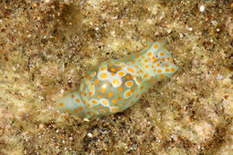Image of <i>Haminoea cymbalum</i>