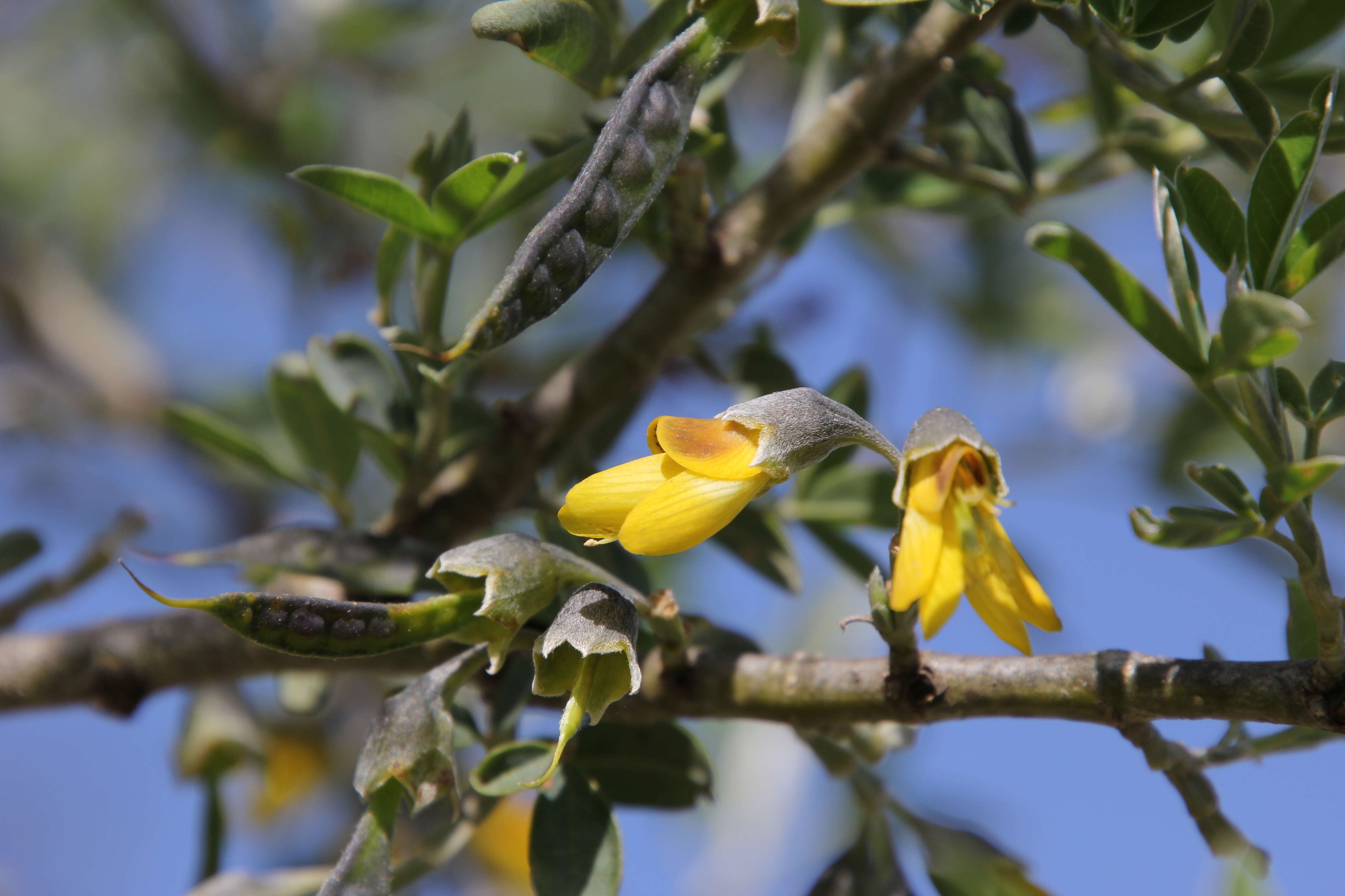 Image of Anagyris foetida L.