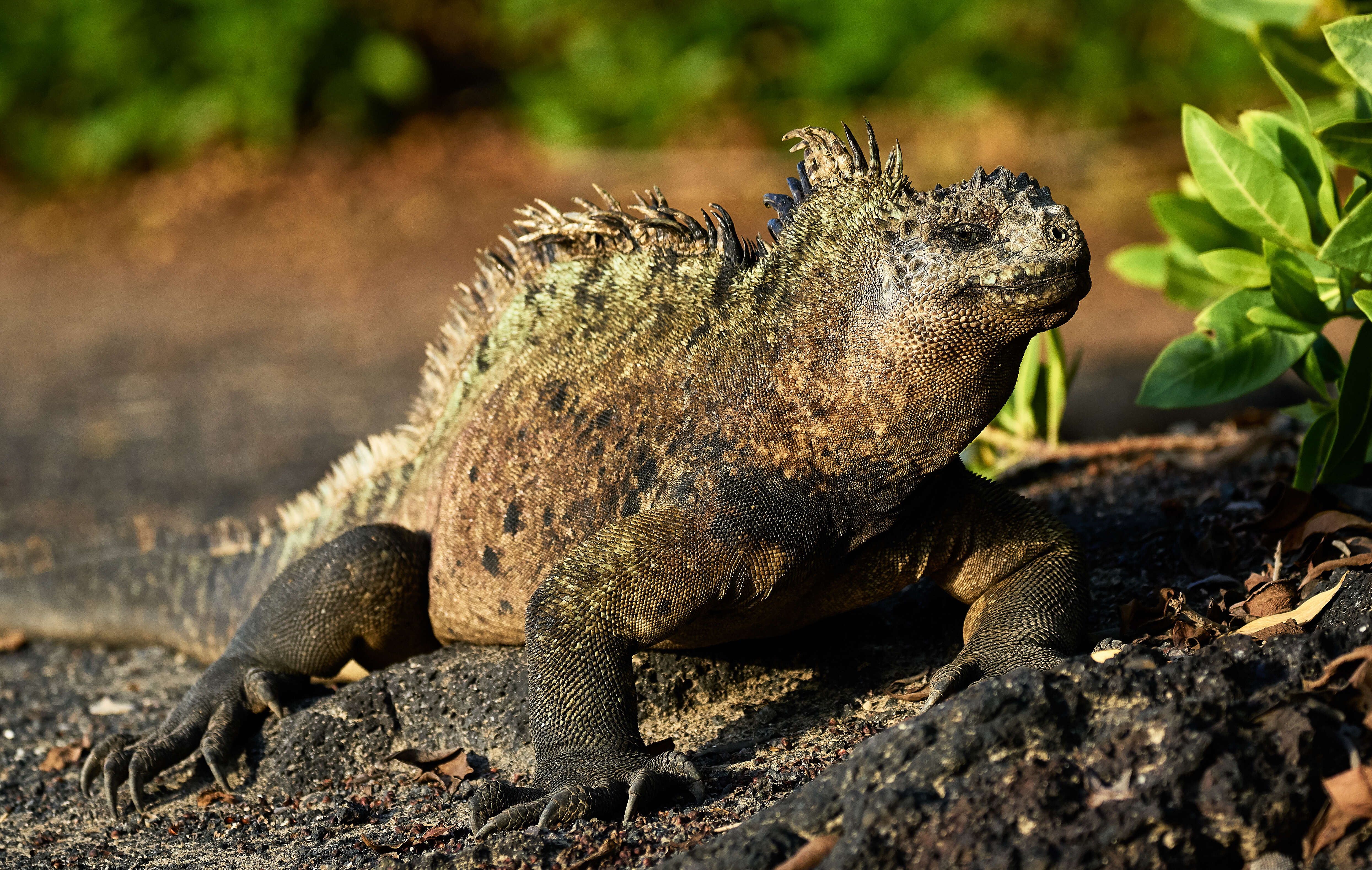 Image of marine iguana