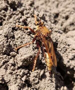 Image of Hornet robberfly