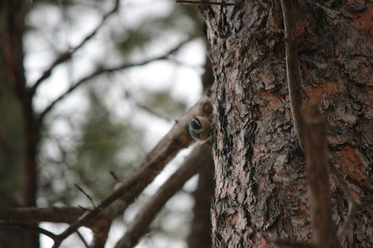 Image of Red-breasted Nuthatch