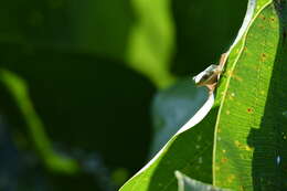 Image of American Green Treefrog