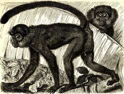 Image of Collared Mangabey