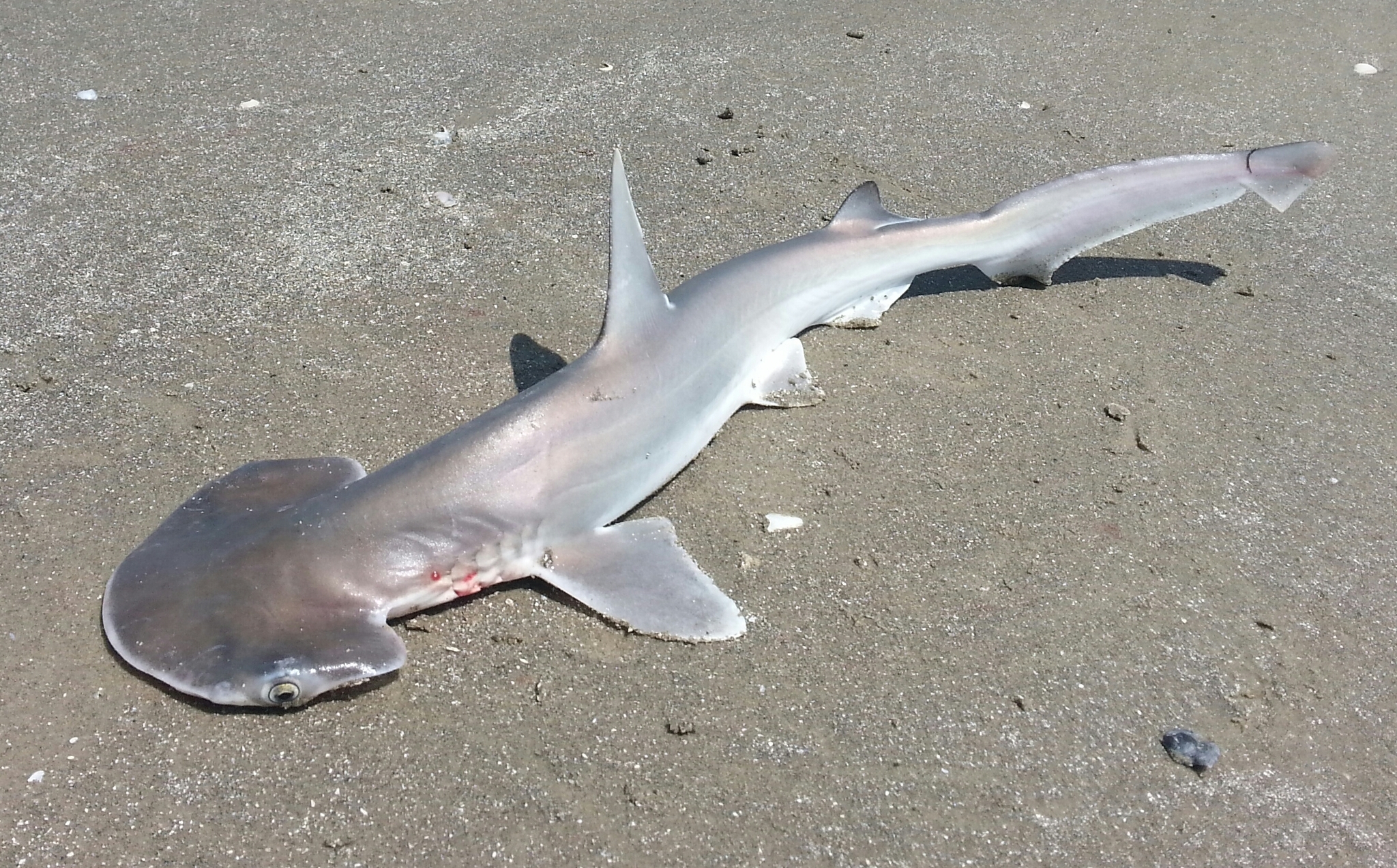 bonnethead shark drawing