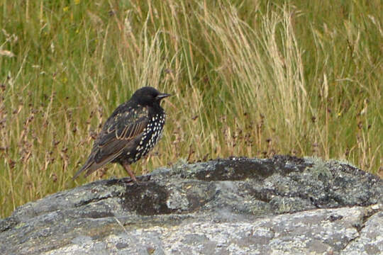 Image of Sturnus Linnaeus 1758