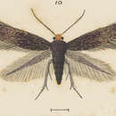 Image of Stigmella progonopis (Meyrick 1921) Dugdale 1988
