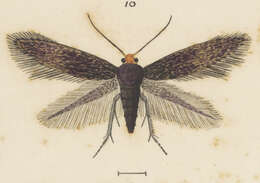 Image of Stigmella progonopis (Meyrick 1921) Dugdale 1988