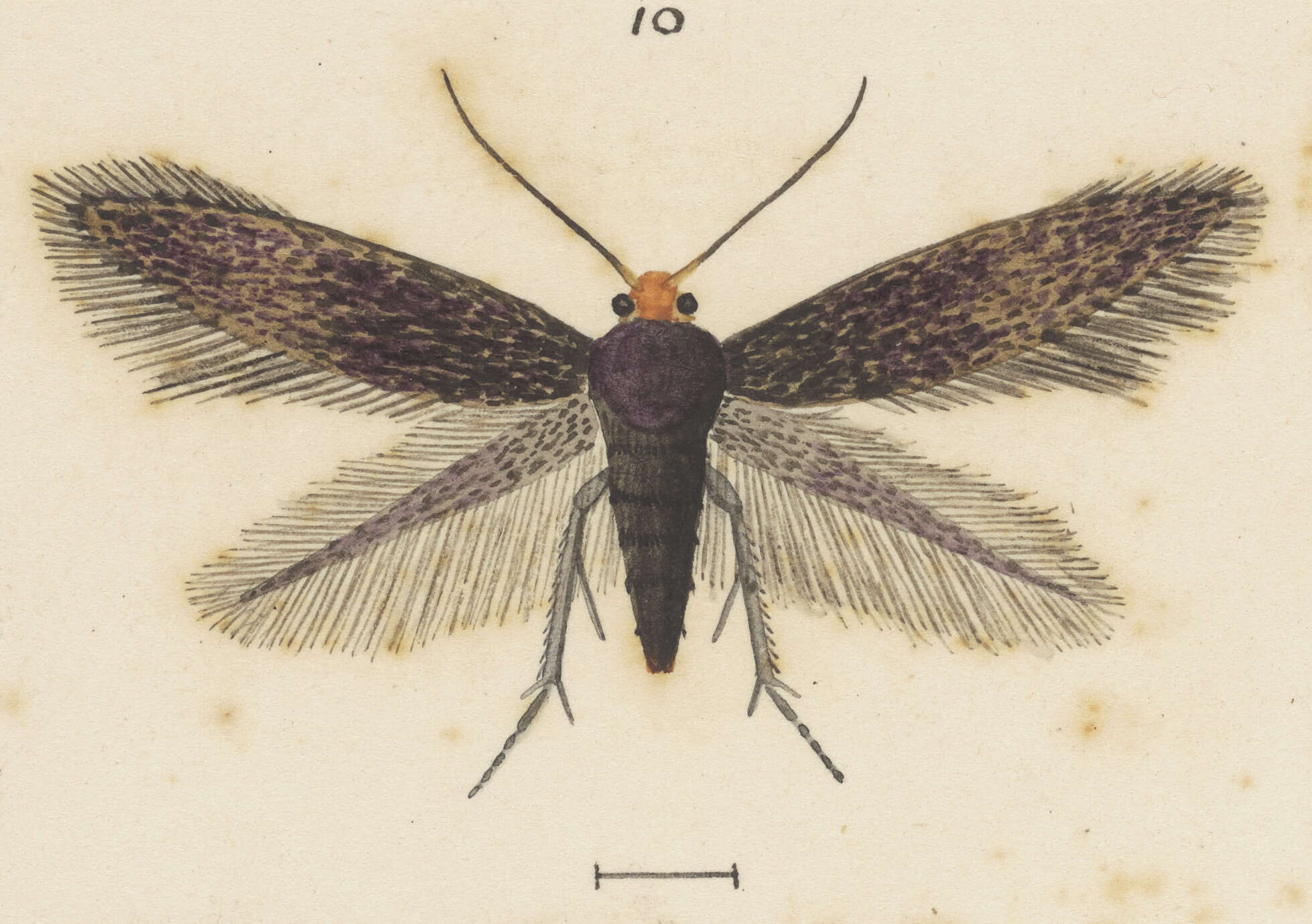 Image of Stigmella progonopis (Meyrick 1921) Dugdale 1988