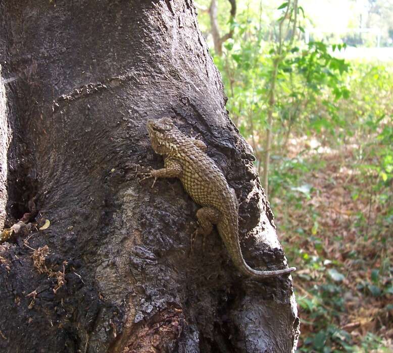 Image of Black-nosed Lizard