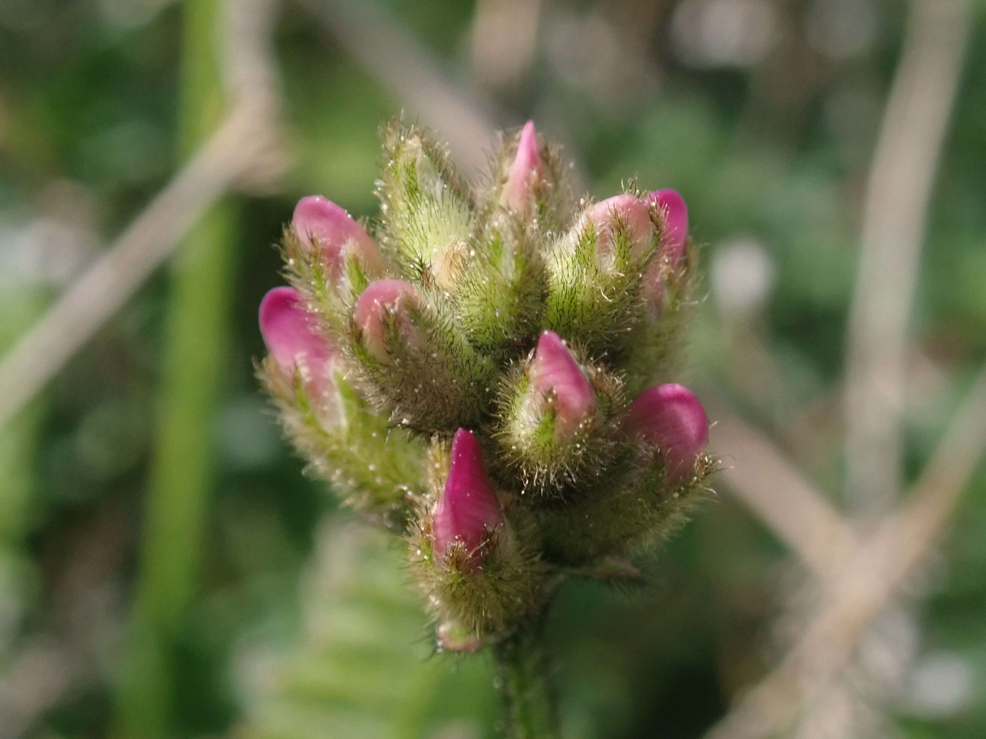 Image of Astragalus danicus Retz.