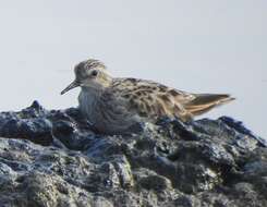 Image of Long-toed Stint